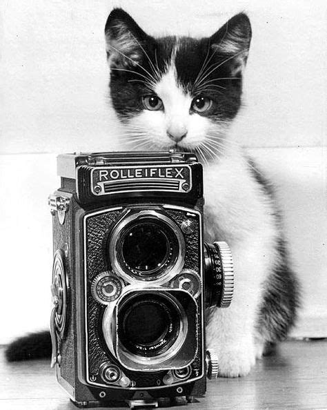 22 Cats With Cameras Ideas Cats Cat Camera Cats And Kittens