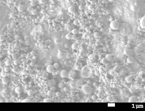Sem Image Of Bevacizumab Loaded Plga Nanoparticles Bevacizumabplga