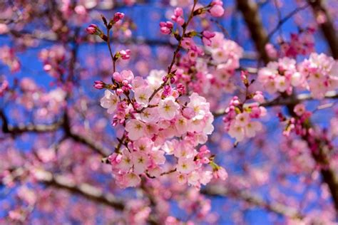 Cherry Trees Vs Cherry Blossoms Are They One And The Same The