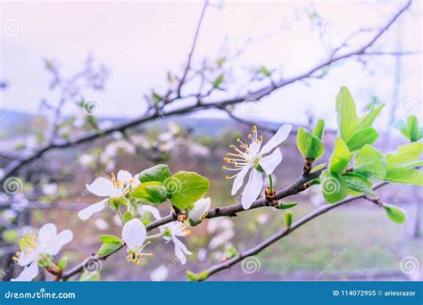 Blossoming White Plum Tree Stock Image Image Of Blooming 114072955