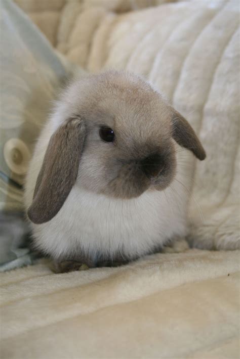 What A Treasure Mini Lop Rabbit Pet Bunny
