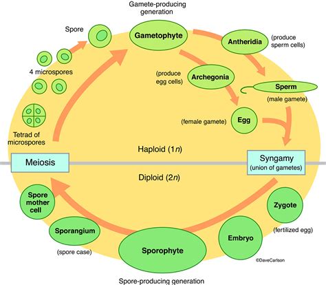 Alternation Of Generations Life Cycle Diagram