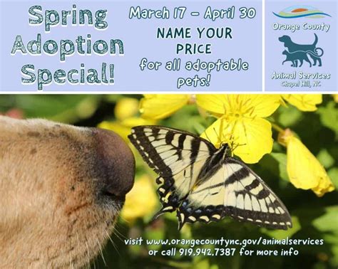 Name Your Price For Any Adoptable Pet At Orange County Animal Services