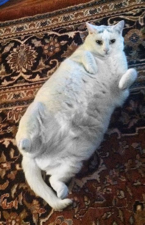 Fat Cats On A Diet Will They Still Love You The New