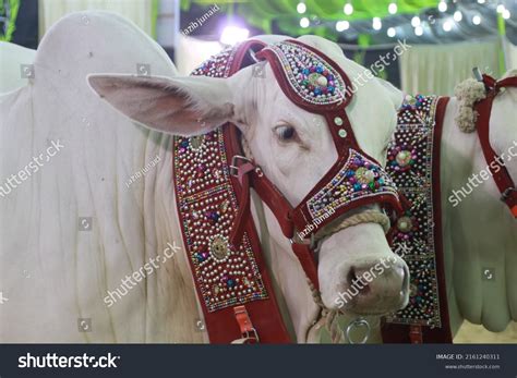 Beautiful Cows For Eid Ul Azha