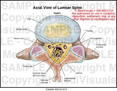 Axial View Of Lumbar Spine Medical Illustration Medivisuals