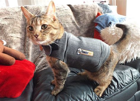 Get the best deal for thundershirt pet supplies from the largest online selection at ebay.com. Thundershirt for Cats (Reviews & Buying Guide 2020 ...