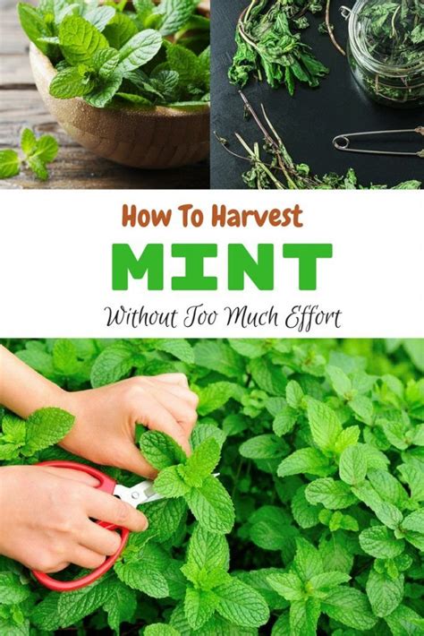 How To Harvest Mint Mint Garden Mint Plants Peppermint Plants