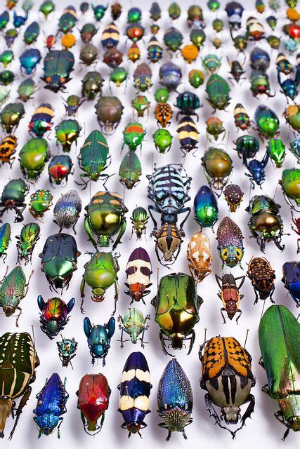 The Beatles Part 4 Insect Art Bugs And Insects Beautiful Bugs