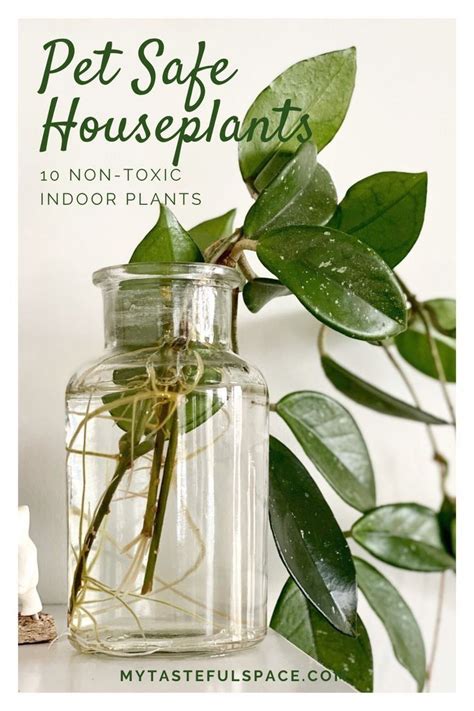 Most cats are very wary of eating anything unusual, which means plant poisoning cases taken to the vets are rare. 10 Best Non-Toxic House Plants | Safe for Children, Cats ...