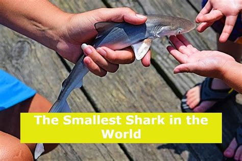 The Smallest Shark In The World