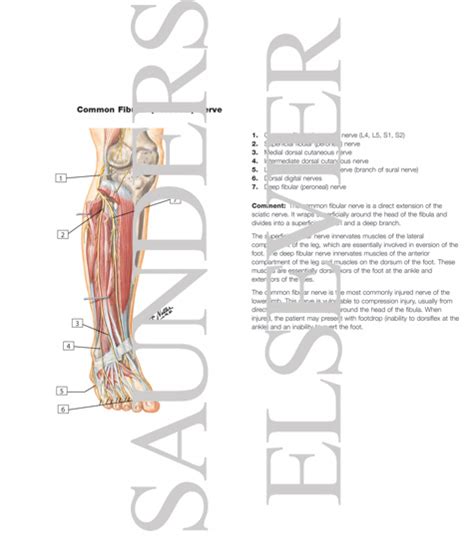 Common Peroneal Nerve L4 L5 S1 S2 Common Fibular Peroneal Nerve