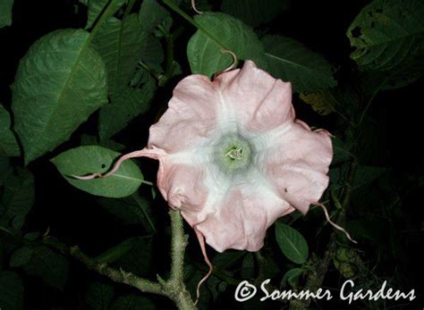 Introducing Brugmansia Pink Cadillac