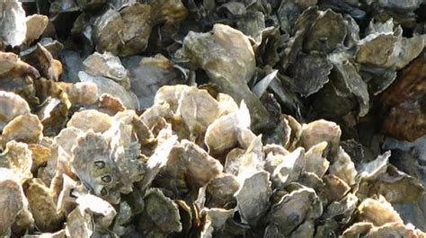 Oysters Infected By Killer Form Of Herpes Virus Off The South Coast