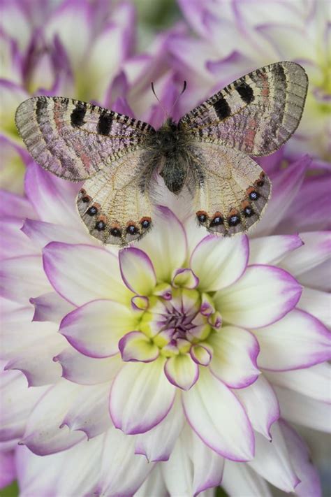 Two Butterflies Sitting On Top Of A Purple And White Flower