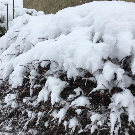 Cotoneaster Horizontalis Rock Spray Uploaded By 22pilgrim