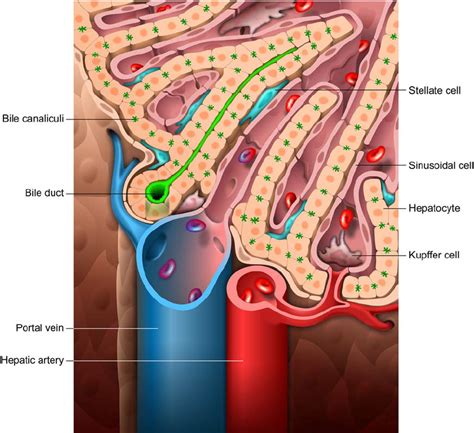 What are accessory organs of the digestive system. Schematic diagram of the normal liver. At the microscopic ...