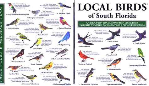Local Birds Quick Guides To Nature Science Backyard Birds Florida