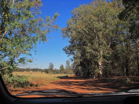 Dirt Road With Eucalyptus Trees Free Stock Photo Public Domain Pictures