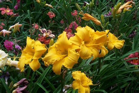 Companion Plants In The Daylilies Forum