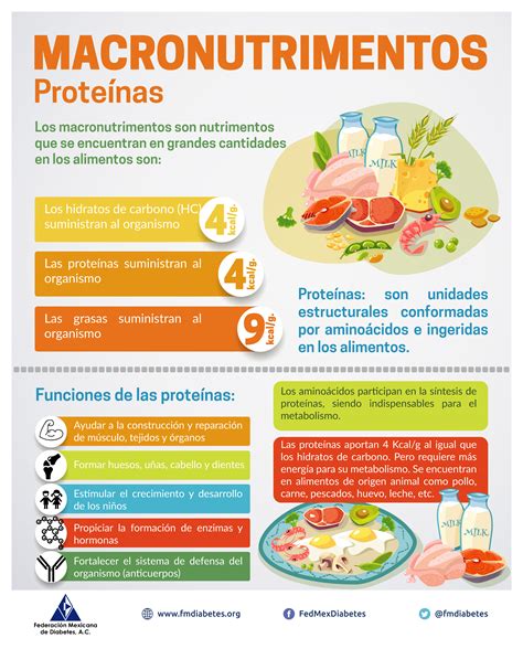 Macronutrimentos Proteínas Federación Mexicana De Diabetes Ac