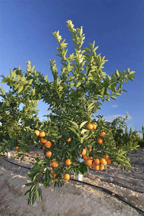 Little Orange Tree Stock Photo Image Of Citron Closeup 36650356