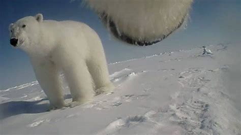 Cameras On Polar Bears Give Insight Into Daily Life Youtube