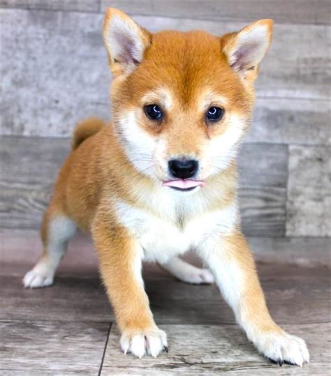 Shiba Inu Puppy For Sale 1397 Chews A Puppy