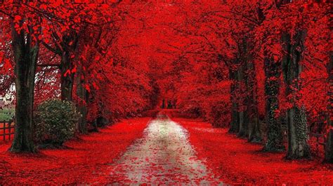 Fall Leaves On Road Between Red Cherry Blossom During Daytime 4k Hd Nature Wallpapers Hd