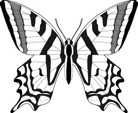 Butterfly Sketches Clipart Best