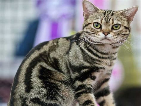 Everything You Need To Know About American Shorthair Cats Fumi Pets