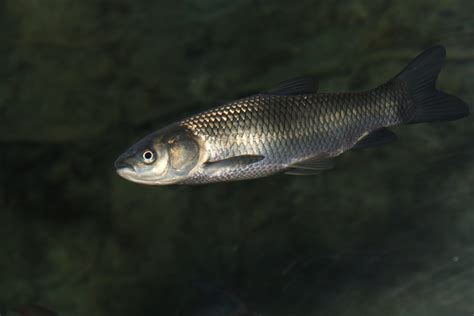 photo gallery asian carp canada