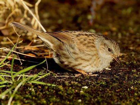 Dunnock Guide Species Facts How To Identify And Why They Are