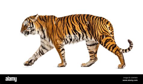 Side View Of A Tiger Walking Away Isolated On White Stock Photo Alamy