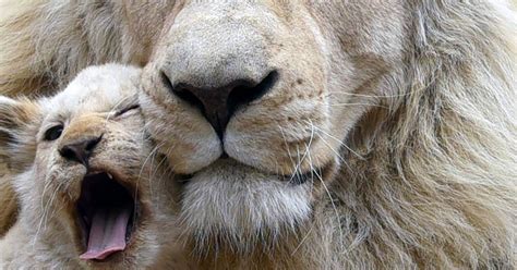 Lion Cub Yawns And More In This Weeks Best Animal Pictures