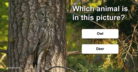 Can You Find The Animals Trivia Quiz Quizzclub