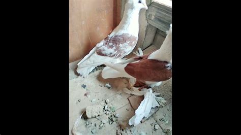 Fancy Pigeons For Sale Youtube