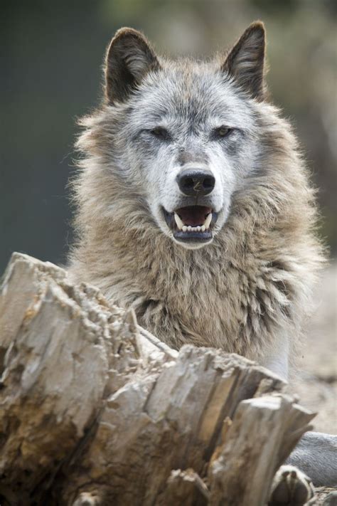 Yawning Wolf By Pat Bonish On 500px Wolf Dog Arctic Wolf Wolf Spirit
