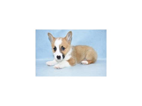 It is the goal of puppies galore & more to match the correct puppy or pet with the correct. Pembroke Welsh Corgi-DOG-Female-Sable-2511179-Petland ...