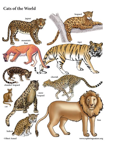 The biggest wild cat in the world is the liger (a hybrid of a lion and a tigress). Cats of the World Poster