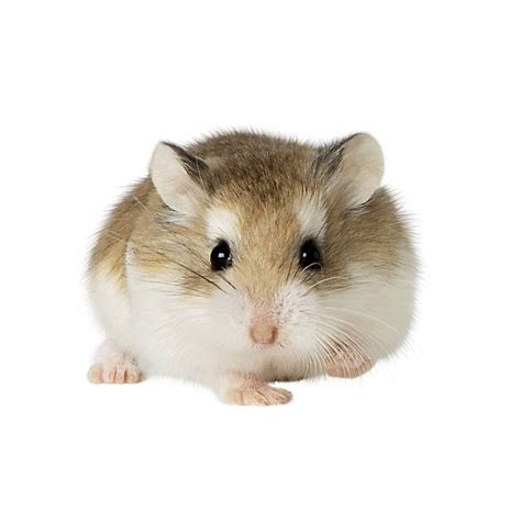 Mengenal Hamster Roborovski Lebih Dekat Ciri Harga Dan Pakan