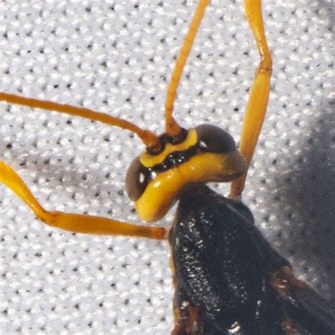 Black Giant Ichneumonid Wasp Megarhyssa Atrata Dsc3602c Flickr