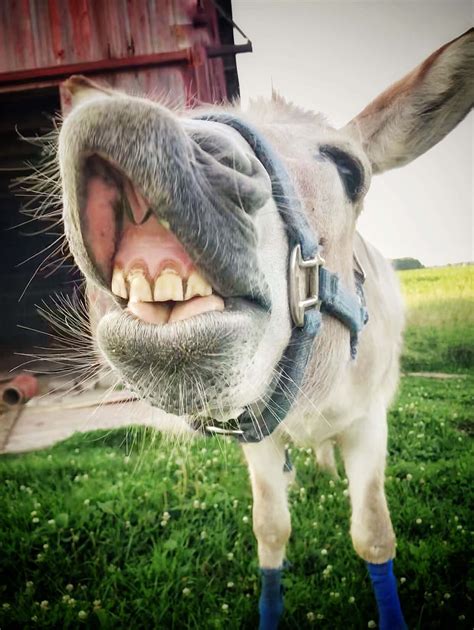 Donkey Smiling With Teeth