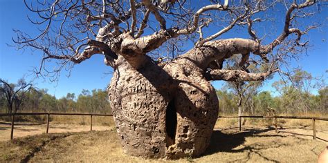 More Than Meets The Eye Derby Boab Prison Tree Australia Unusual