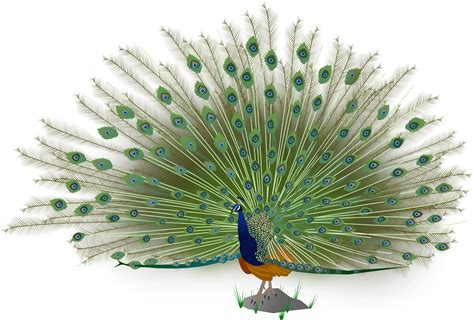Download Indian Peafowl svg for free - Designlooter 2020 ?‍?