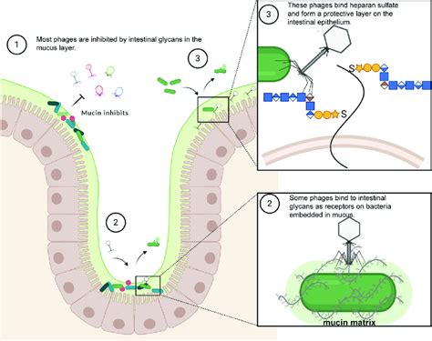 Model Showing 1 Mucins From The Intestinal Mucus Layer Inhibit Phage