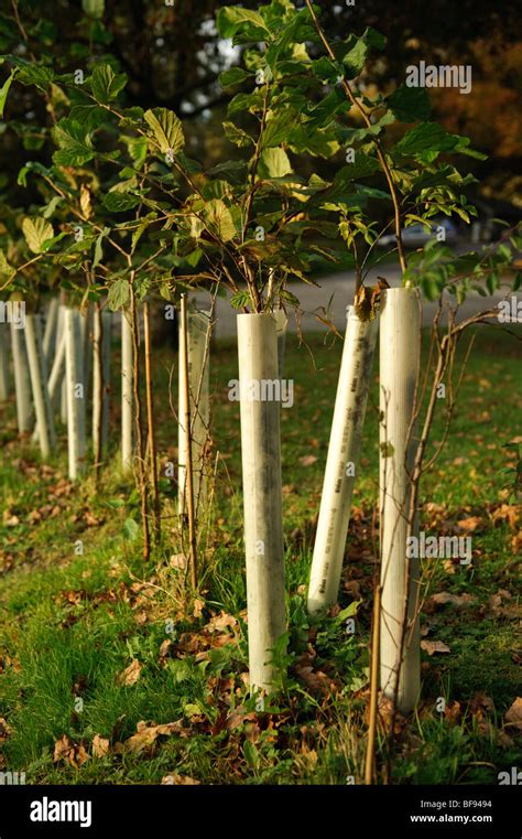 Plastic Tubes Protecting Young Beech Tree Saplings Uk Stock Photo Alamy