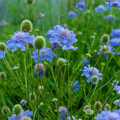 Perennial Deep Blue Pincushion Scabiosa Flower Seeds 35 Home And Garden
