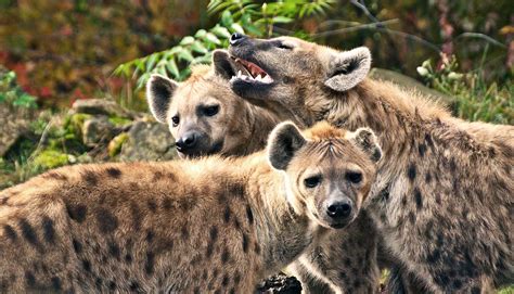 Hyena ‘royalty Need Alliances To Stay On Top Worddisk