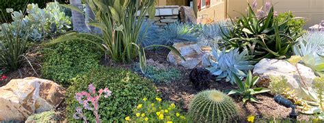 Xeriscaping Everything You Need To Know